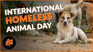 International Homeless Animals Day