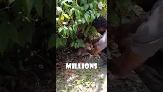 Viral Video Warning: Helping a Sloth Can Be Harmful!🚫🦥