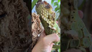 EAT MONSTERA FRUIT Like a PRO and Discover Its Hidden Benefits!