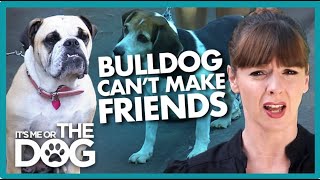 Aggressive Bulldog Struggles to Socialize😬 |  It's Me or The Dog