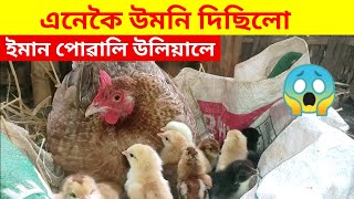 এনেকৈ উমনি দিছিলো,ইমান পোৱালি উলিয়ালে😱(Local chicken farming)