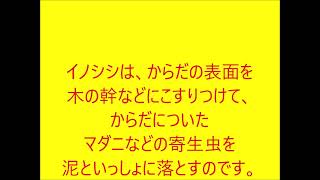 ヌタ場にやって来る動物たち2021