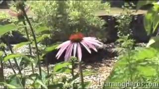 Echinacea purpurea: Herbs for infection Echinacea purpurea: Herbs for infection
