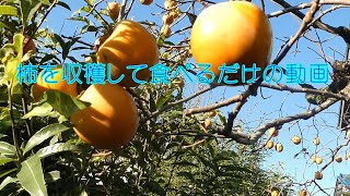 庭の柿を収穫して食べるだけの動画