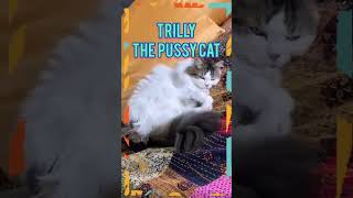 Cat amazing tail #shorts #petserye #trilly #trillypussythecat #catvideos #wags #tails #dancing
