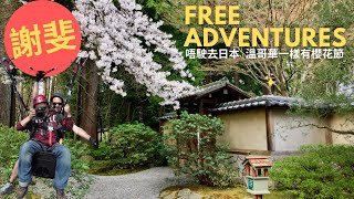 Three Japanese Cherry Blossom viewing parks in Vancouver | Cherry Blooming Now | 溫哥華三大日式賞櫻公園I櫻花盛開中