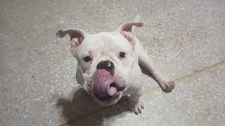 อเมริกันบูลลี่ กะทิกินยั่วๆจ้าา  [American Bully]