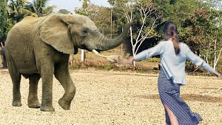 Young woman with wild elephant.  assam elephant