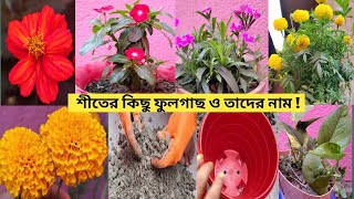 শীতের কিছু ফুলগাছ ও তাদের নাম ! মাটি তৈরি ! ও তাতে ফুলফোটা  Winter Flowers Garden ful details video