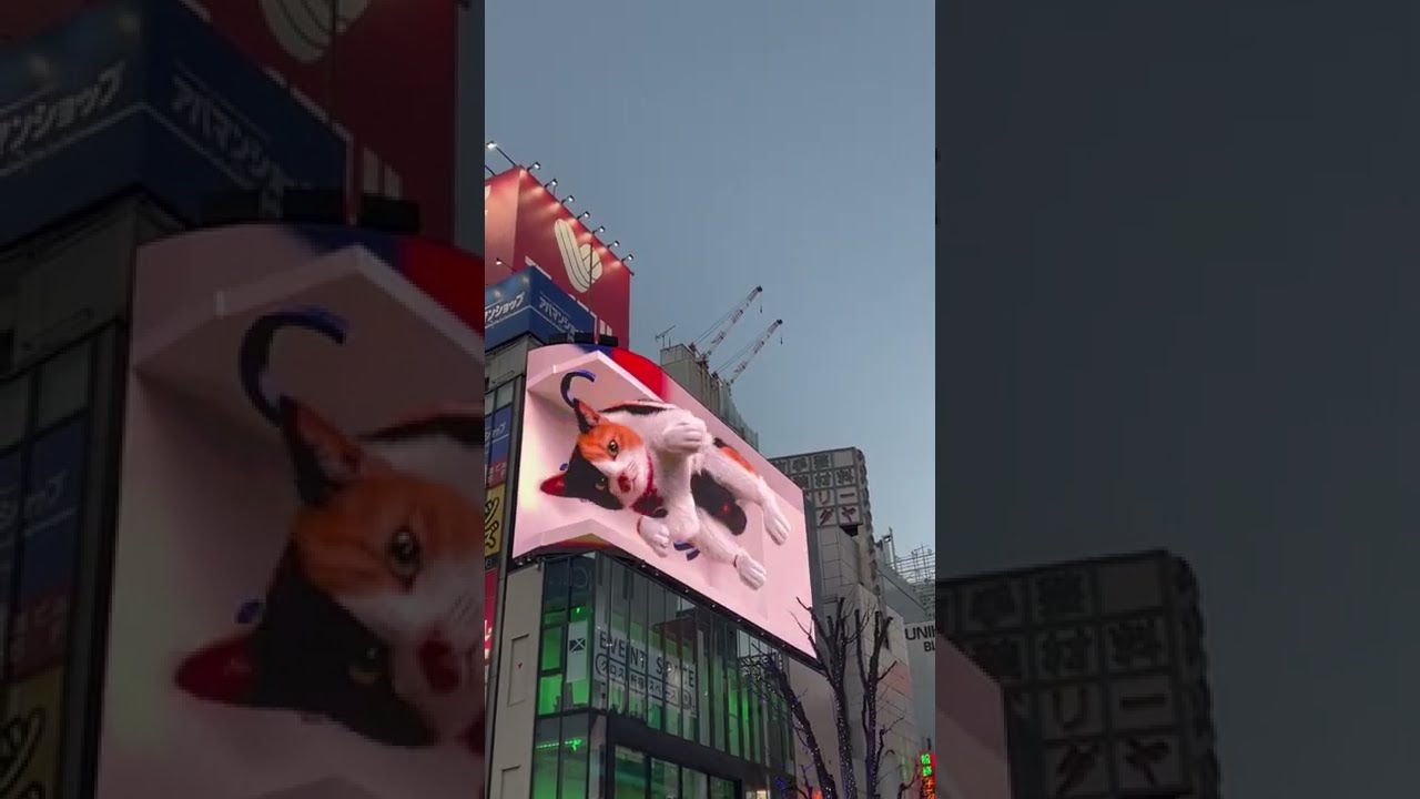 Giant 3D Cat Display Billboard  Shinjuku  Tokyo  Himawari2020