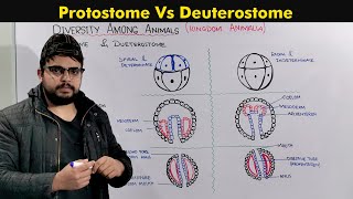 Protostomes and Deuterostomes Developments In Animals