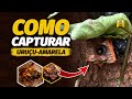 Como CAPTURAR abelha URUÇU-AMARELA em ISCA PET