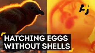 Hatching Chicks Without Shells