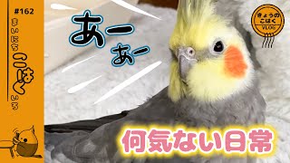 寝起き〜朝の遊びまで【何気ない日常】Cockatiel daily life