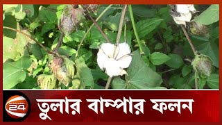 টাঙ্গাইলের নাগরপুরে তুলার বাম্পার ফলন: আশাবাদী কৃষকরা | Channel24