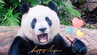 看圓仔吃筍超療癒，津津有味模樣超可愛|熊貓貓熊The Giant Panda Yuan Yuan and Yuan Bao|台北市立動物園