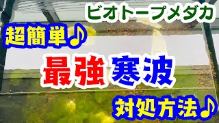 【メダカ飼育】メダカの冬越し！超簡単にできる寒波対策とは！ @sakurarium_toto