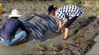 Amazing fishing | Net fishing combodia | Cambodia Traditional fishing - How to Catches Fish