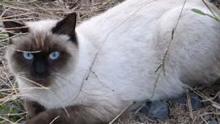 珍しい顔の野良猫が「にゃ～」と鳴きながらえさをねだってくるwww