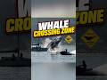 JET SKI RIDER GOES FLYING AFTER SLAMMING INTO GRAY WHALE IN VANCOUVER