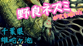 雄蛇ヶ池で野良ネズミが火を噴いた！輩会オープントーナメント2024第2戦