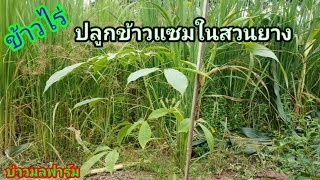 ปลูกข้าวแซมในสวนยางพารา