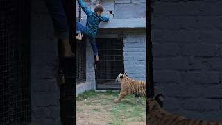 Naughty Kid Playing With Tiger | Nouman Hassan |