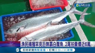 2尾拍賣價近6萬！漁民捕獲罕見近10公斤\