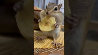 巨大バナナチップスをパリパリ　chipmunk eats a large banana chip #squirrel #chipmunk #shorts