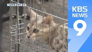 퓨마 사살 질타한다며 국감장에 ‘고양이’ 출석…학대 논란 / KBS뉴스(News)