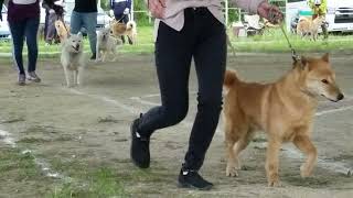 北海道犬保存会本部展成犬牝　恋百、めい