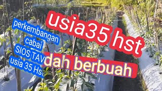 Perkembangan CMK SIOS TAVI usia 35Hst