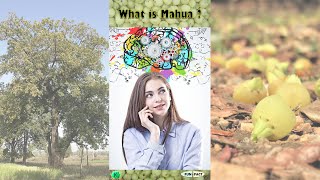 What is mahua? #youtubevideo #youtube