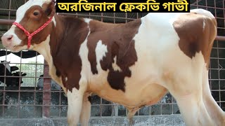 জাকির কাকার মাথা নষ্ট করে স্পেশাল বকনা গাভী দেখুন ! রেডি বকনা ও প্রেগনেন্ট বকনা গাভী কিনুন