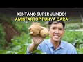 Cara Buat Umbi Kentang Jumbo! - Syngenta - AmistarTop