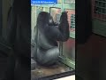 【ゴリラ】モモタロウの勉強記録 1~7まで。gorilla momotaro was studying hard 2023.08.08 ゴリラ momotaro