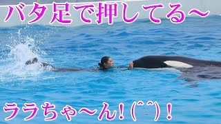 ララちゃんとトレーナーさん楽しそ～(*'▽') 鴨川シーワールド シャチ Kamogawa Sea World