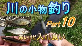 釣り。川の小物釣り10。寒いけど入れ食い。ヤリタナゴ、アブラボテ、カネヒラ、ムギツク、タモロコ、ヨシノボリ、タナゴ。爆釣、大漁。　琵琶湖 淡水魚 Fishing