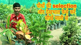 माली से सीखें Plants की selection कैसे करे । how to take care of plants