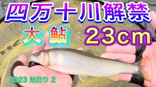 2023 鮎釣り ２　【四万十川解禁　大鮎23cm】