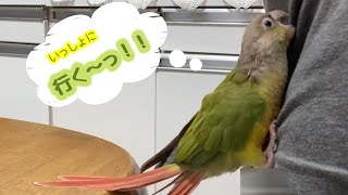 大好きな兄ちゃんを追いかけるウロコインコ　A parrot chasing a loved one