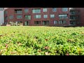 ECCOsedum Productvideo NL