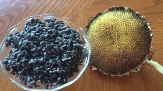 Grow your own sunflower seeds to eat