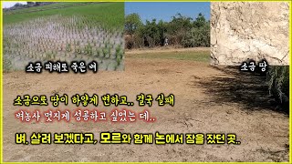 아프리카 벼 재배 성공해 보겠다고 모르와 함께 논에서 잠을 잤는데../ 9년전 새마을 추억 속으로..