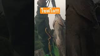 ยิงปลานิล ไซด์โล #slingshot #subscribe #ตกปลา #slingshotfishing #หนังสติ๊กยิงปลา #reels