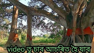 Mohadev Mondir//700 বছৰ এজোপা গছ