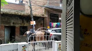 Bull Nandi Came to Visit Sunita - Shiv Maharaj ke Nandi Ji Aaye Mere Ghar