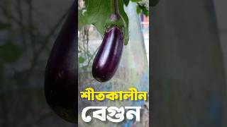 শীতকালীন বেগুন। বেগুন চাষ। বেগুন চাষ পদ্ধতি। দেশি বেগুন।