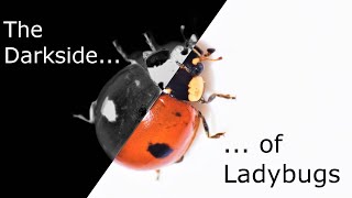 The Truth about Ladybugs