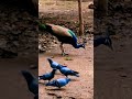 peacock birds cute peacok funny comedy